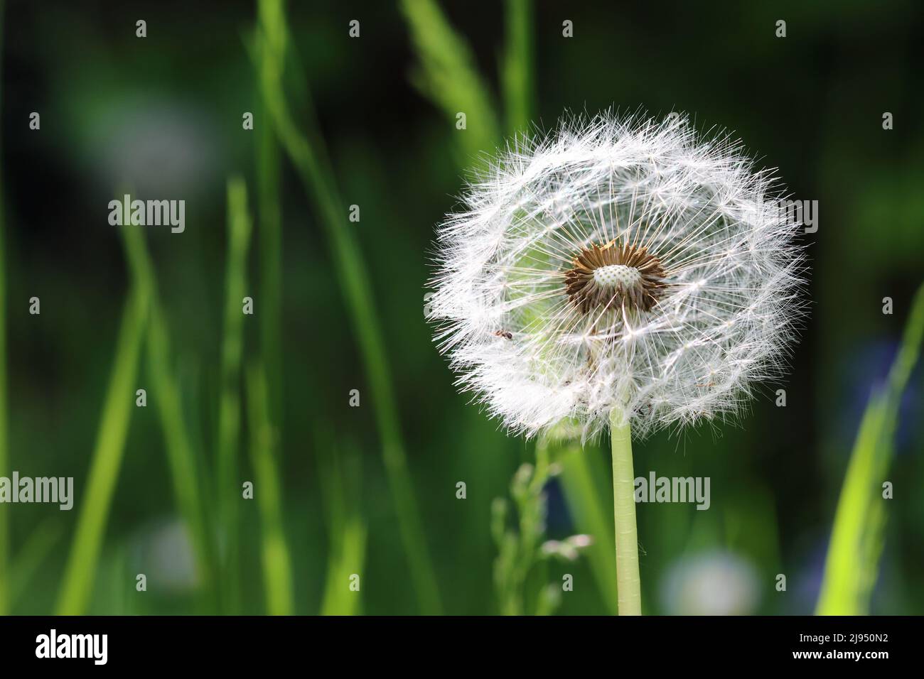 Nahaufnahme eines Samenkopfes einer Dandelionenblume vor einem grünen unscharfen Hintergrund, Kopierraum Stockfoto