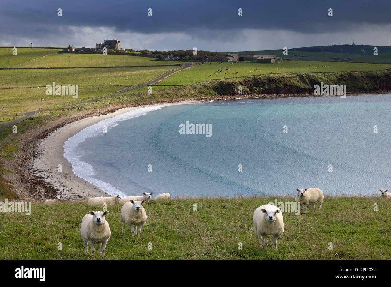 Schafe auf einem Feld in Hoxa, South Ronaldsay, Orkney Isles, Schottland, Großbritannien Stockfoto