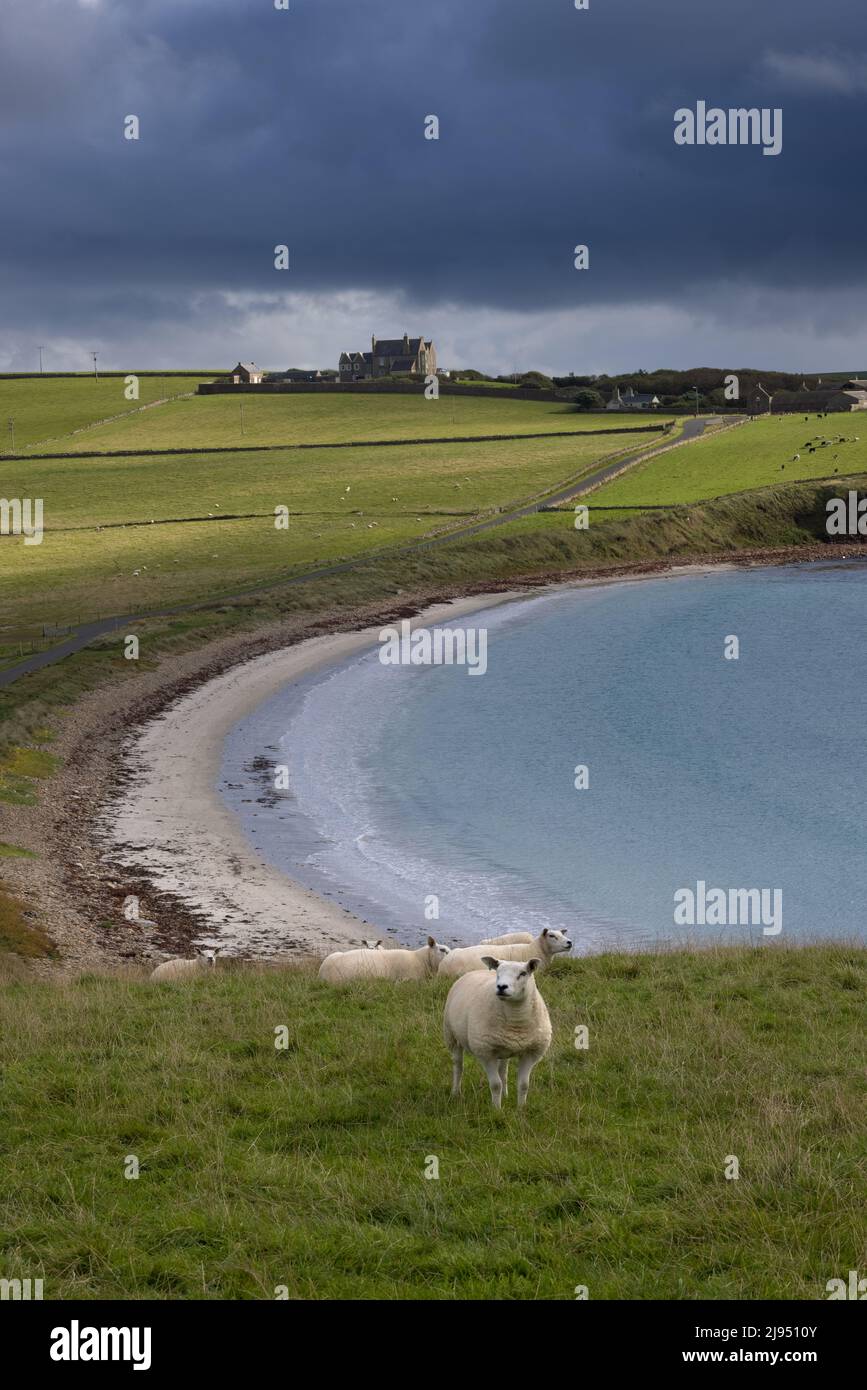 Schafe auf einem Feld in Hoxa, South Ronaldsay, Orkney Isles, Schottland, Großbritannien Stockfoto