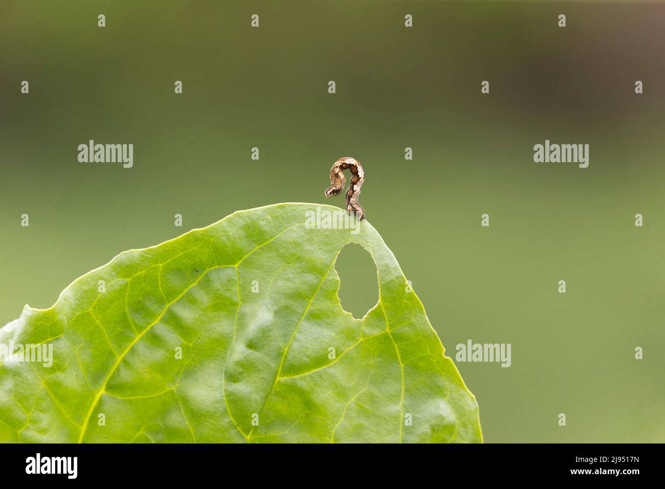 Geometrid-Mottenraupe auf Blatt stehend, Suffolk, England, Mai Stockfoto