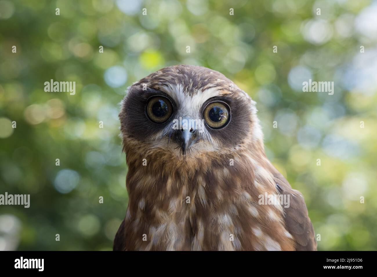 A Morepork Owl, Pitcombe Rock Falconry, Somerset, England, Großbritannien Stockfoto