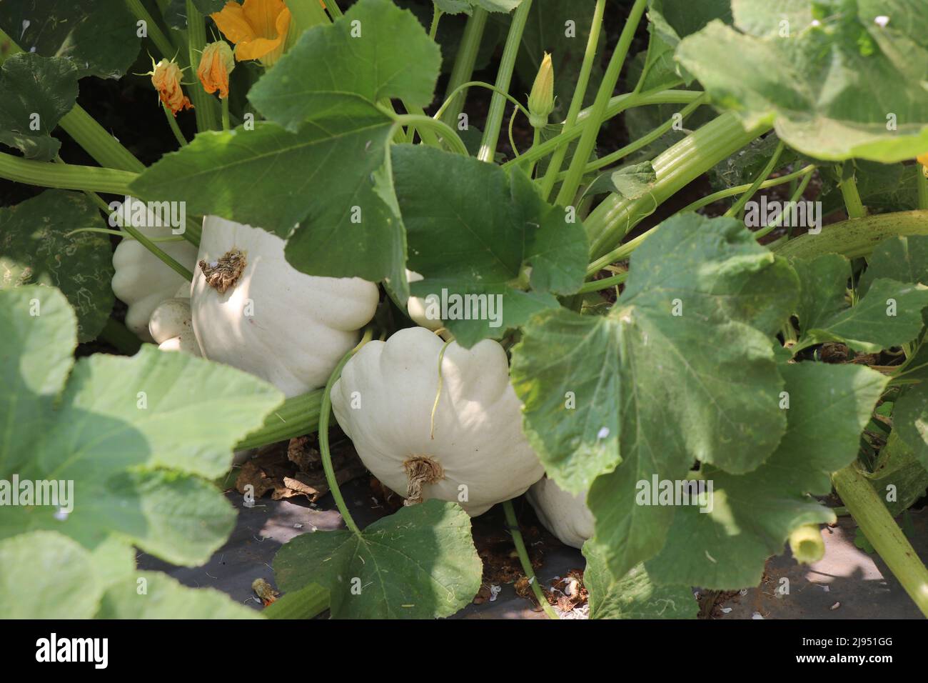Weißer Kürbis, der auf einer kleinen Rebe wächst, neue Gemüsesorten, die mit modernen Methoden angebaut werden Stockfoto
