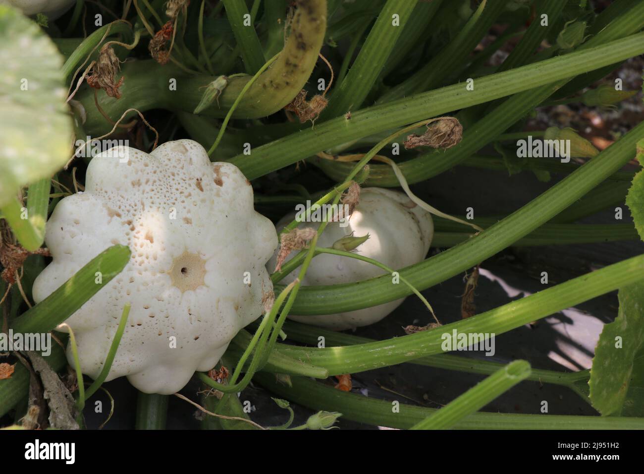 Blick auf den weißen Kürbis, der in einem kleinen Gemüsegarten auf seiner Weinrebe wächst Stockfoto