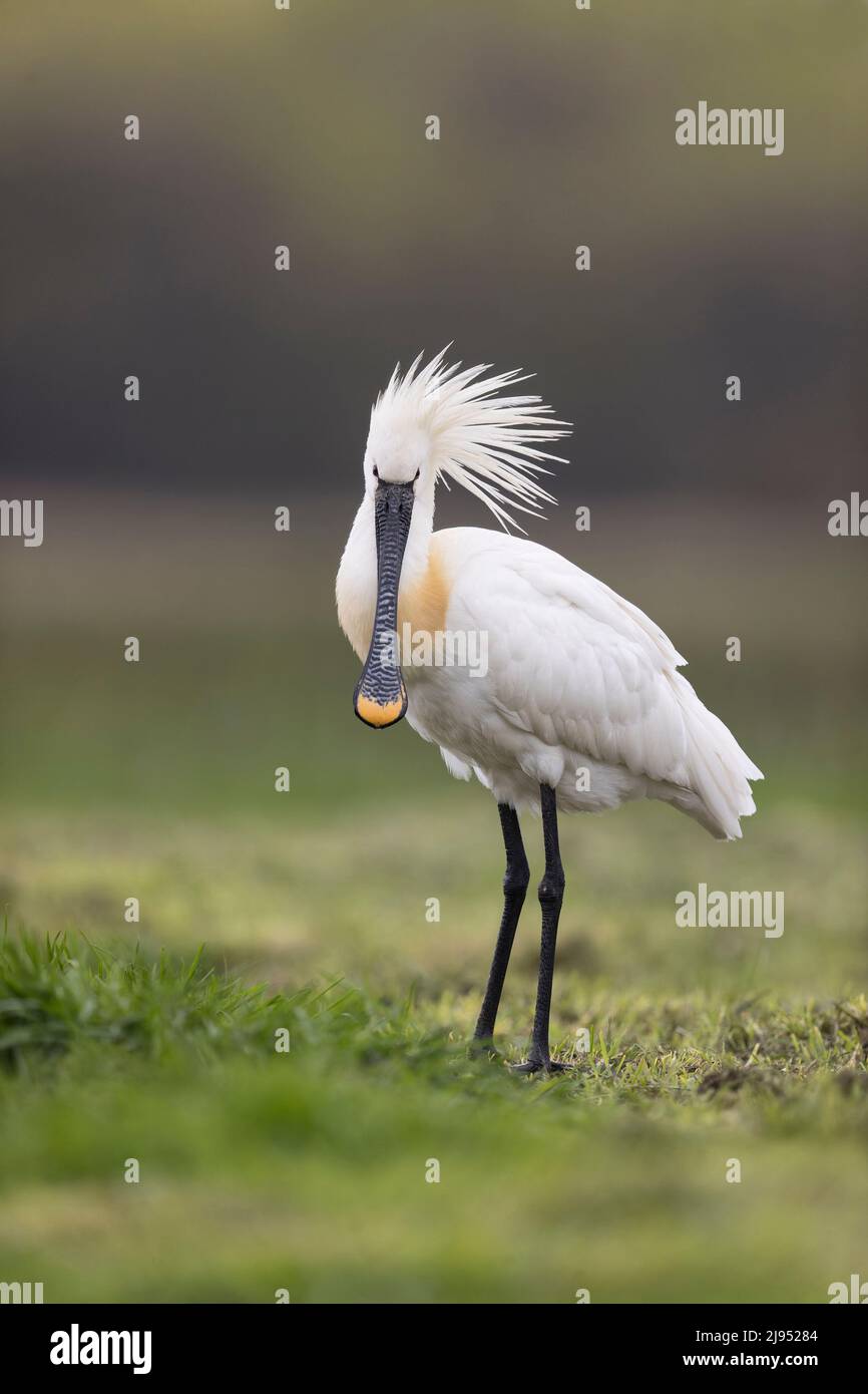 Eurasischer Löffler (Platalea leucorodia) auf Gras stehender Erwachsener, Hortobagy, Ungarn, April Stockfoto
