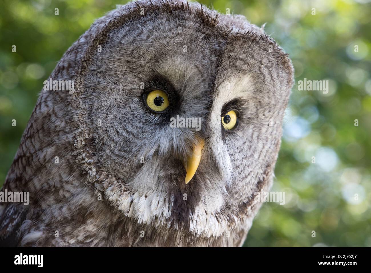 A Great Grey Owl, Pitcombe Rock Falconry, Somerset, England, Großbritannien Stockfoto