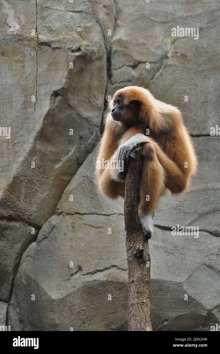 LAR Gibbon (weißhändiger Gibbon, Hylobates Lar) sitzt auf einem abgeschnittenen Baum, blickt auf seine rechte Seite, mit einer Felswand im Hintergrund. Aufgenommen in C Stockfoto