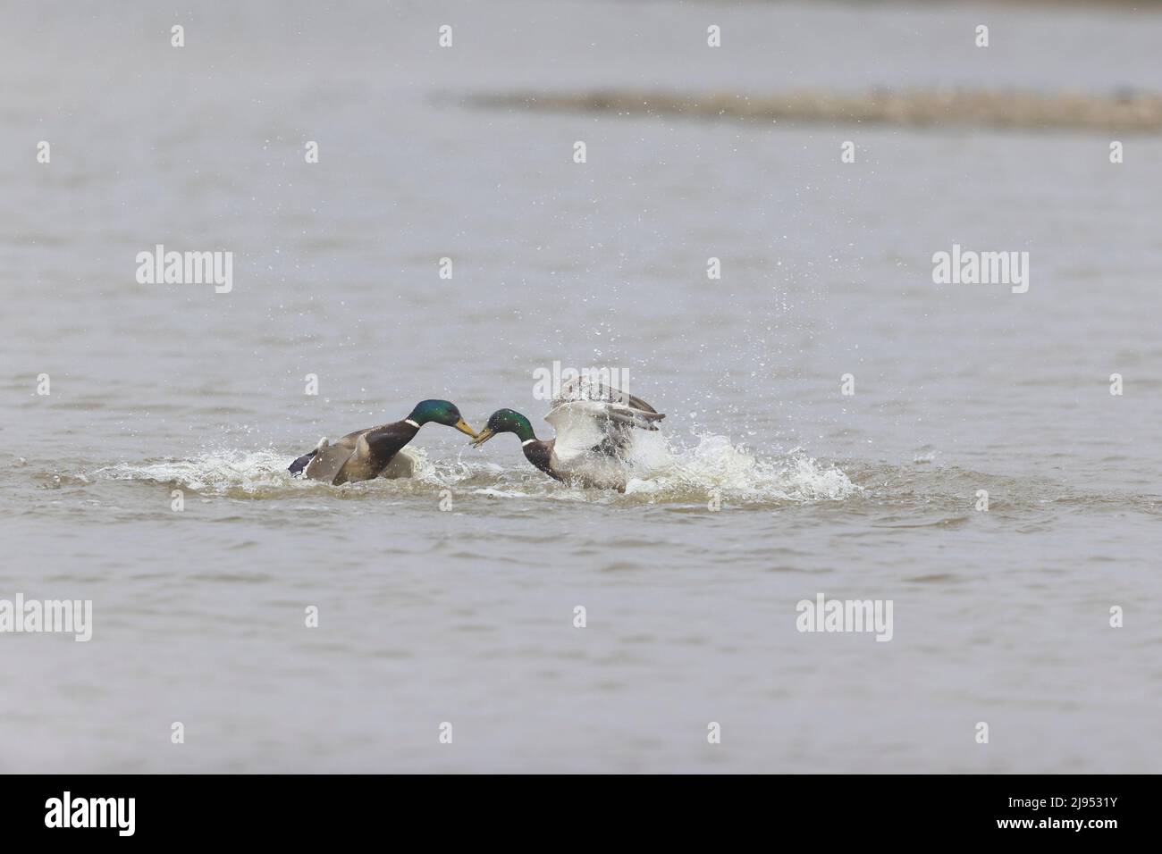 Mallard (Anas platyrhynchos) 2 Erwachsene Männchen kämpfen im Wasser, Suffolk, England, April Stockfoto
