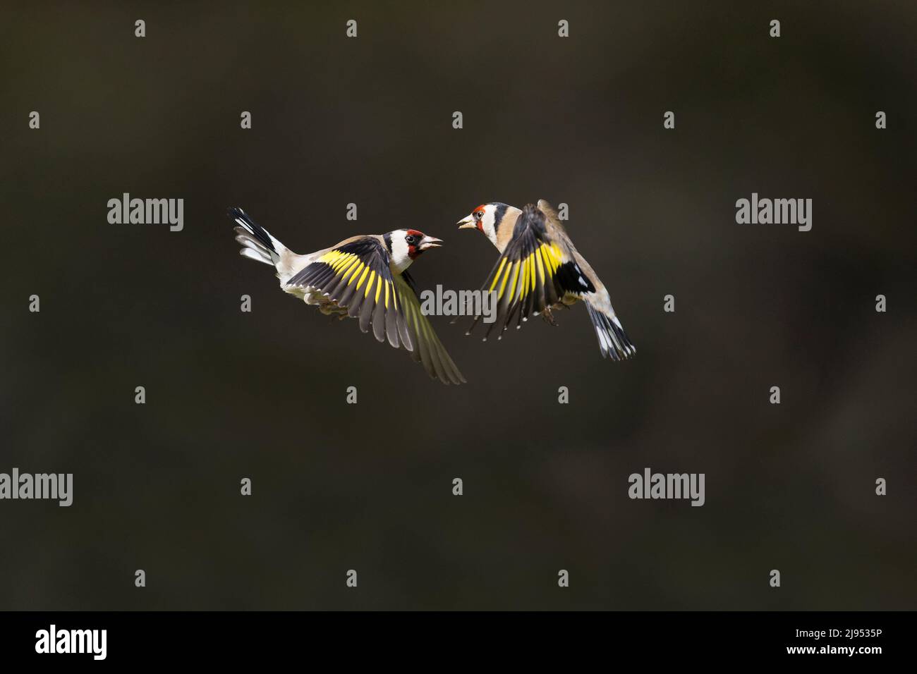 Europäischer Goldfink (Carduelis carduelis) 2 Erwachsene kämpfen auf der Flucht, Suffolk, England, April Stockfoto