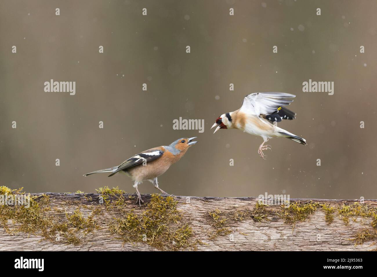 Gewöhnlicher Chaffinch (Fringilla coelebs) erwachsener Rüde und Europäischer Goldfink (Carduelis carduelis), der am Zaun kämpft, Suffolk, England, April Stockfoto