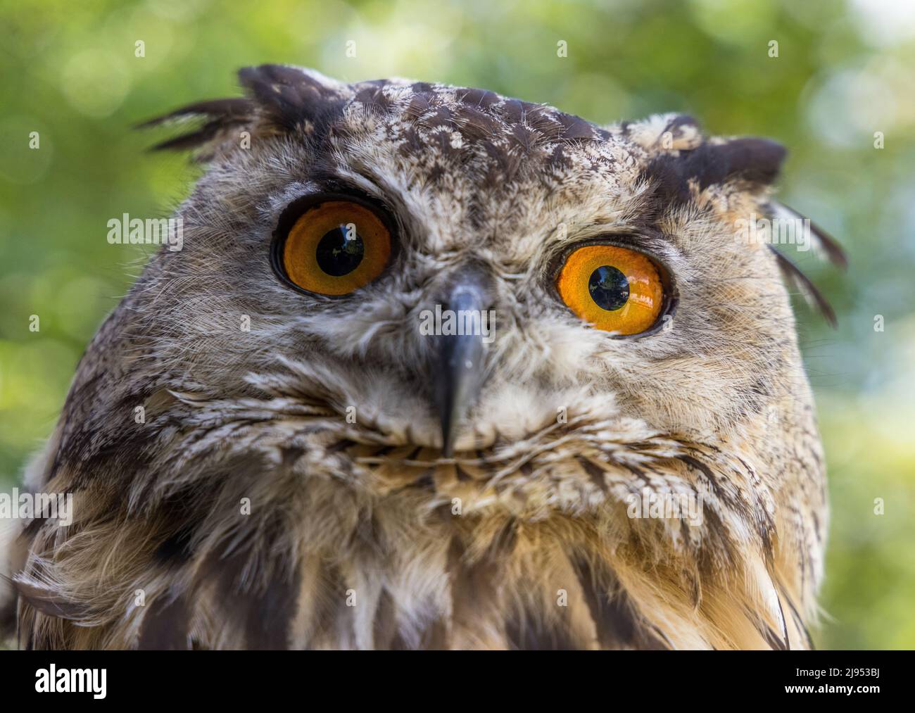 An Eagle Owl, Pitcombe Rock Falconry, Somerset, England, Großbritannien Stockfoto
