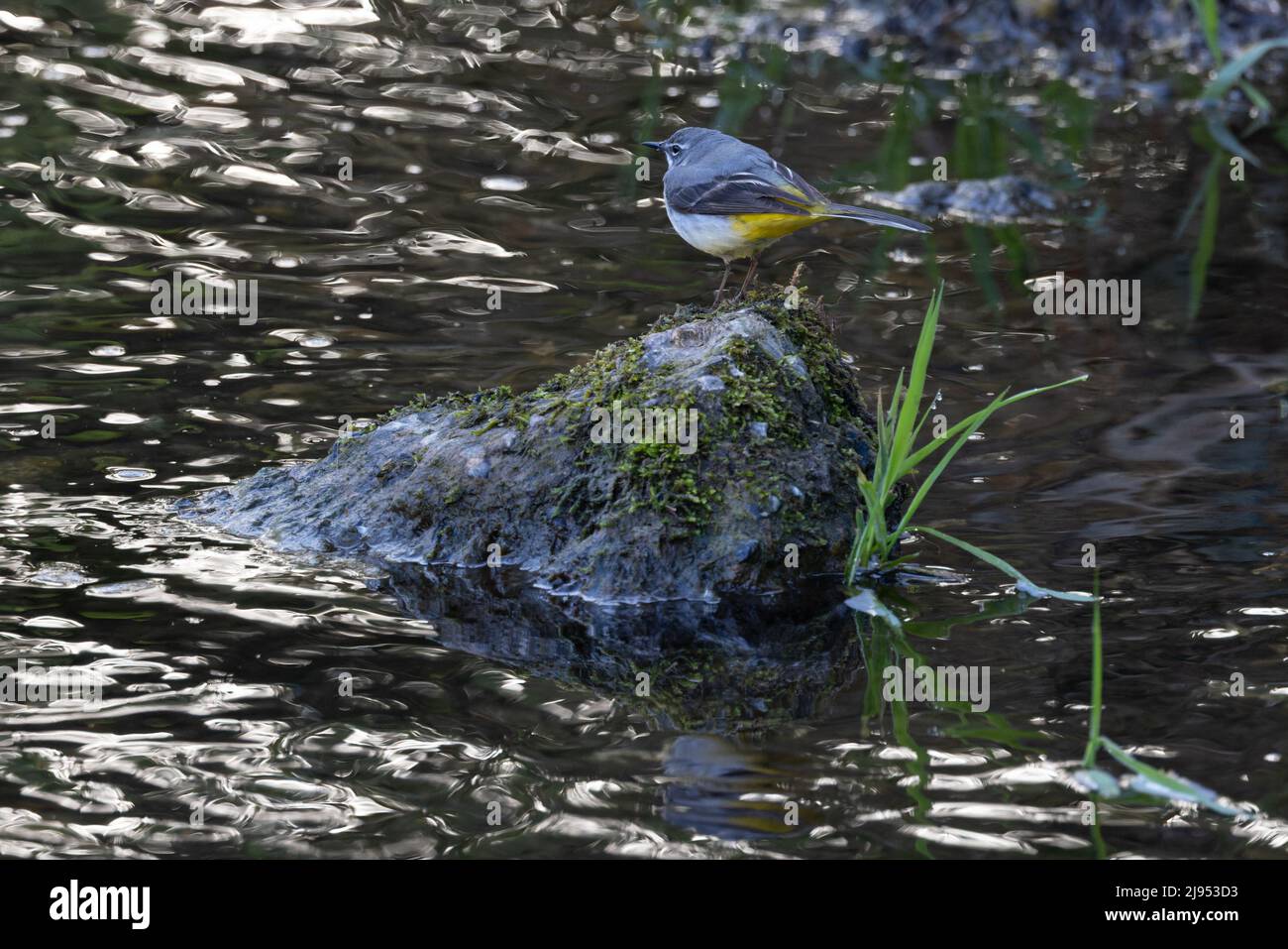 Grey Wagtail (Motacilla cinera) Sculthorpe Norfolk GB Großbritannien Mai 2022 Stockfoto