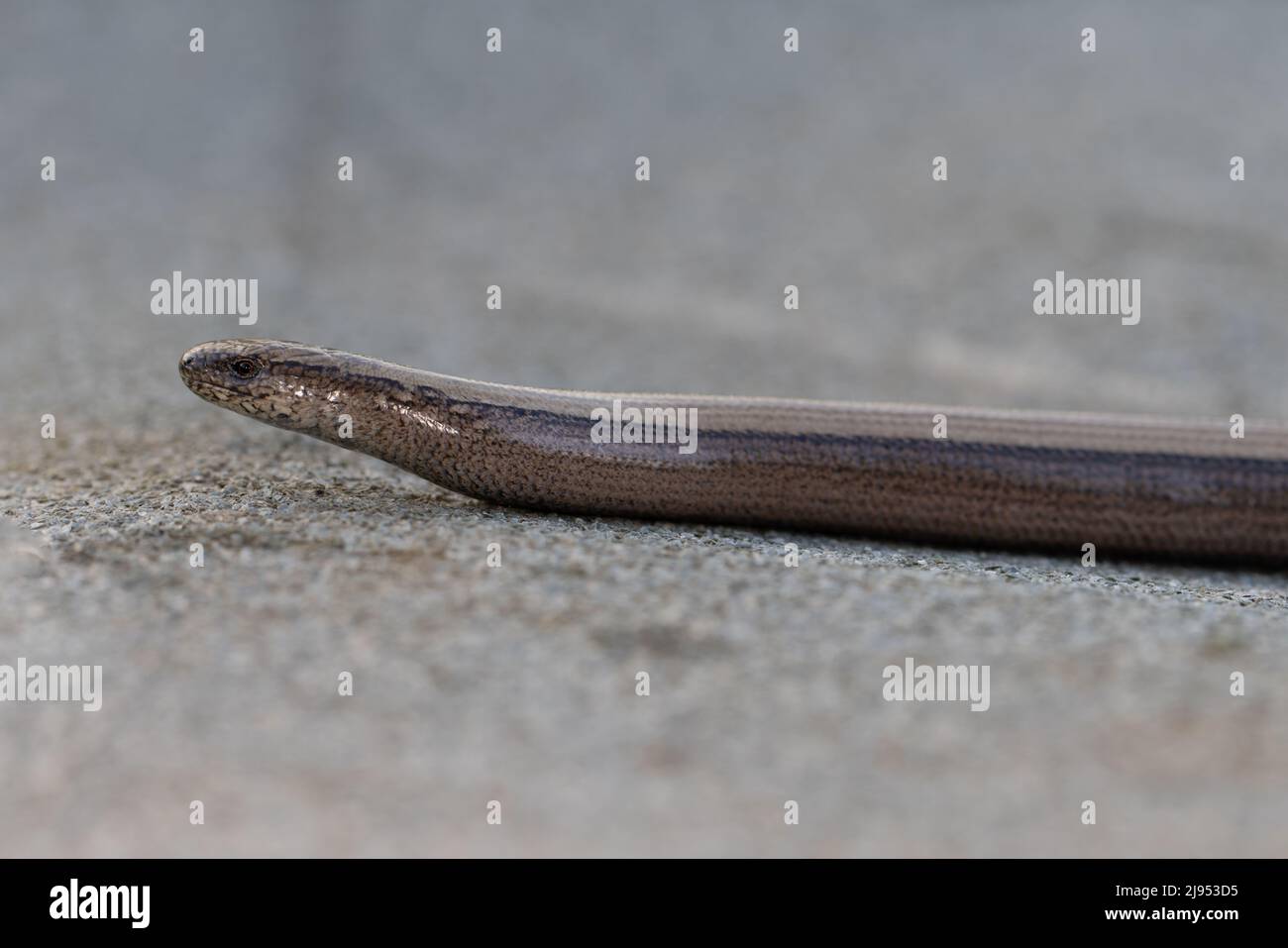 Slow Worm (Anguis fragilis) Norfolk GB Großbritannien Mai 2022 Stockfoto