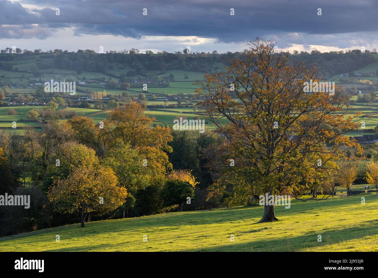 Herbstfarben Pilton, Somerset, England, Großbritannien Stockfoto