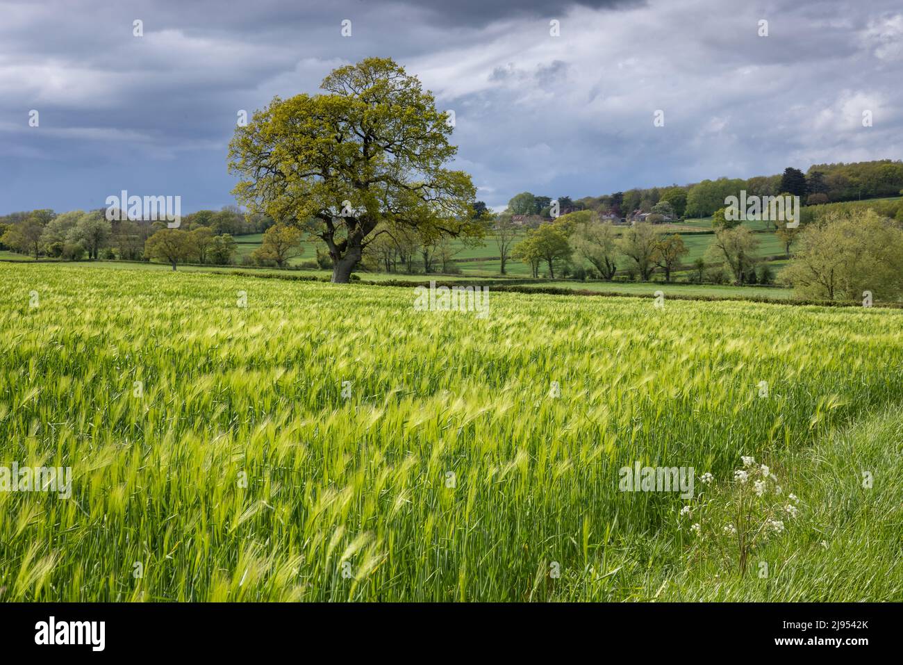 Ein Barley Field Purse Caundle, Dorset, England, Großbritannien Stockfoto