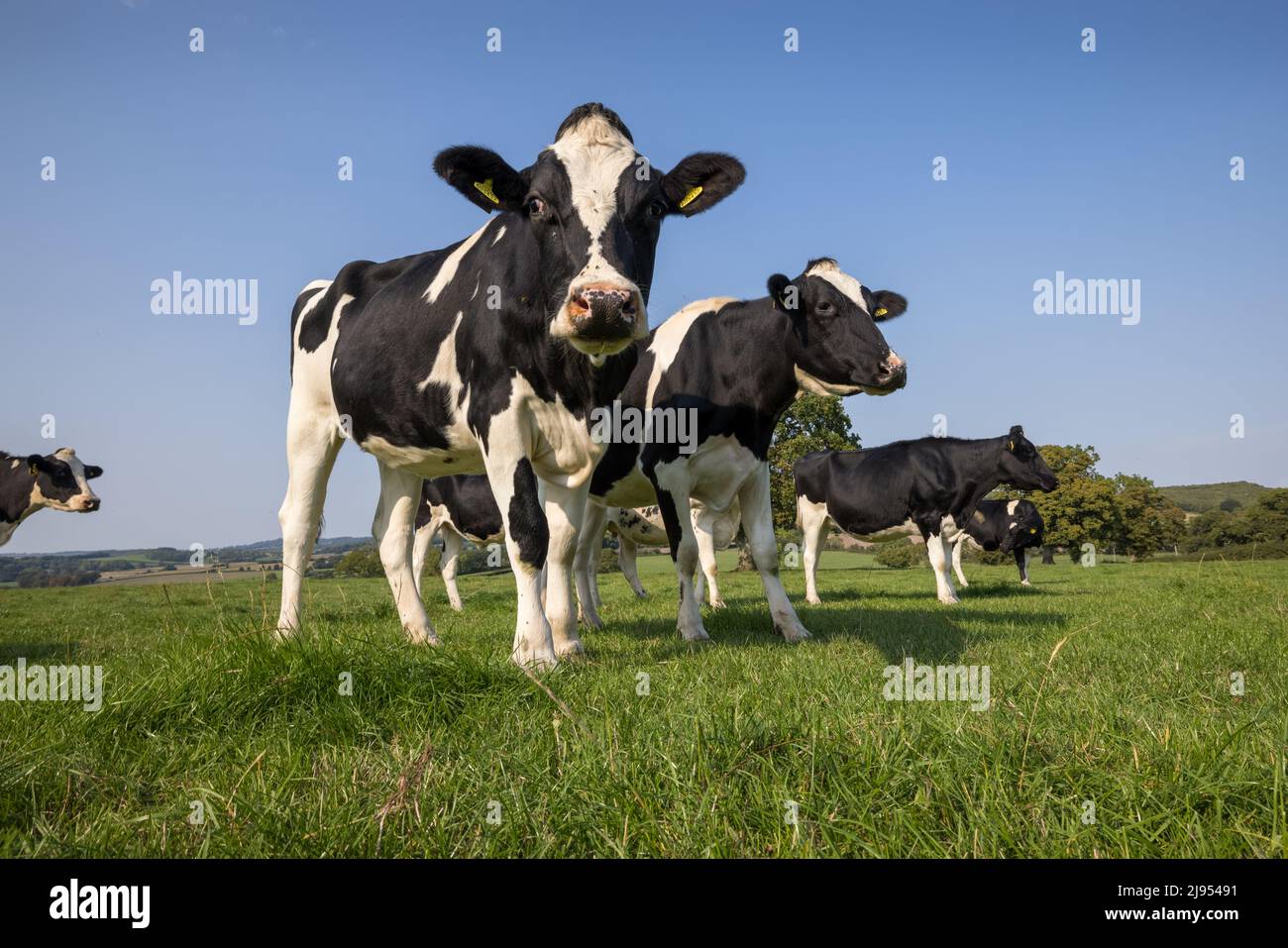 Cows in a Field Purse Caundle, Dorset, England, Großbritannien Stockfoto