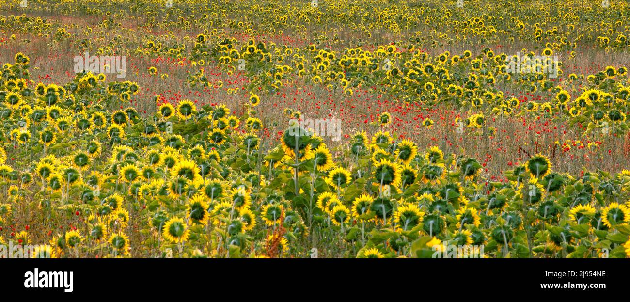Sonnenblumen und Mohnblumen, Riel-les-Eaux, Champagne, Frankreich Stockfoto