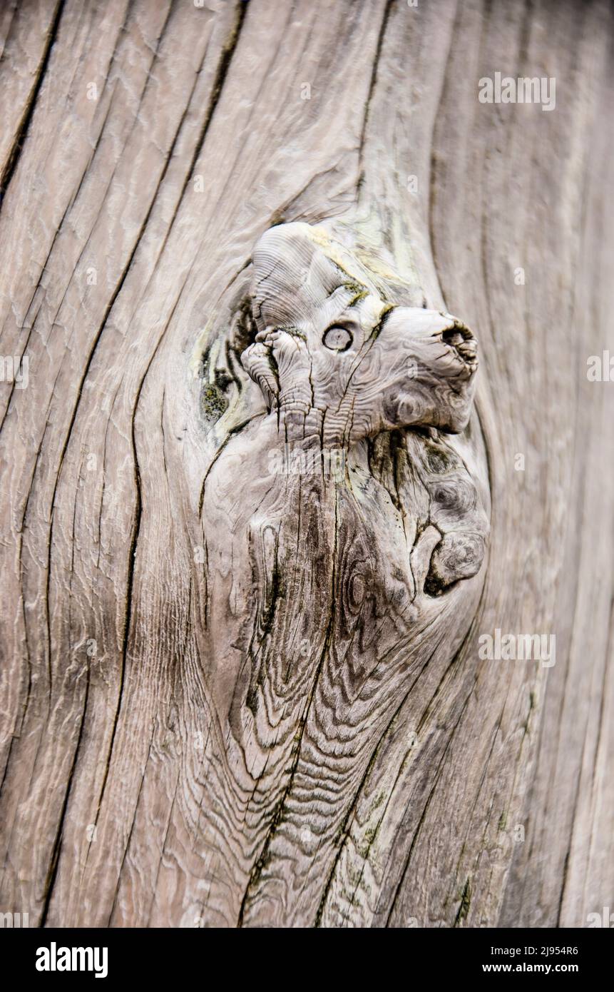 Raues Stück Holz mit einem Vorsprung, der dem Kopf eines Pferdes oder eines anderen Tieres ähnelt Stockfoto