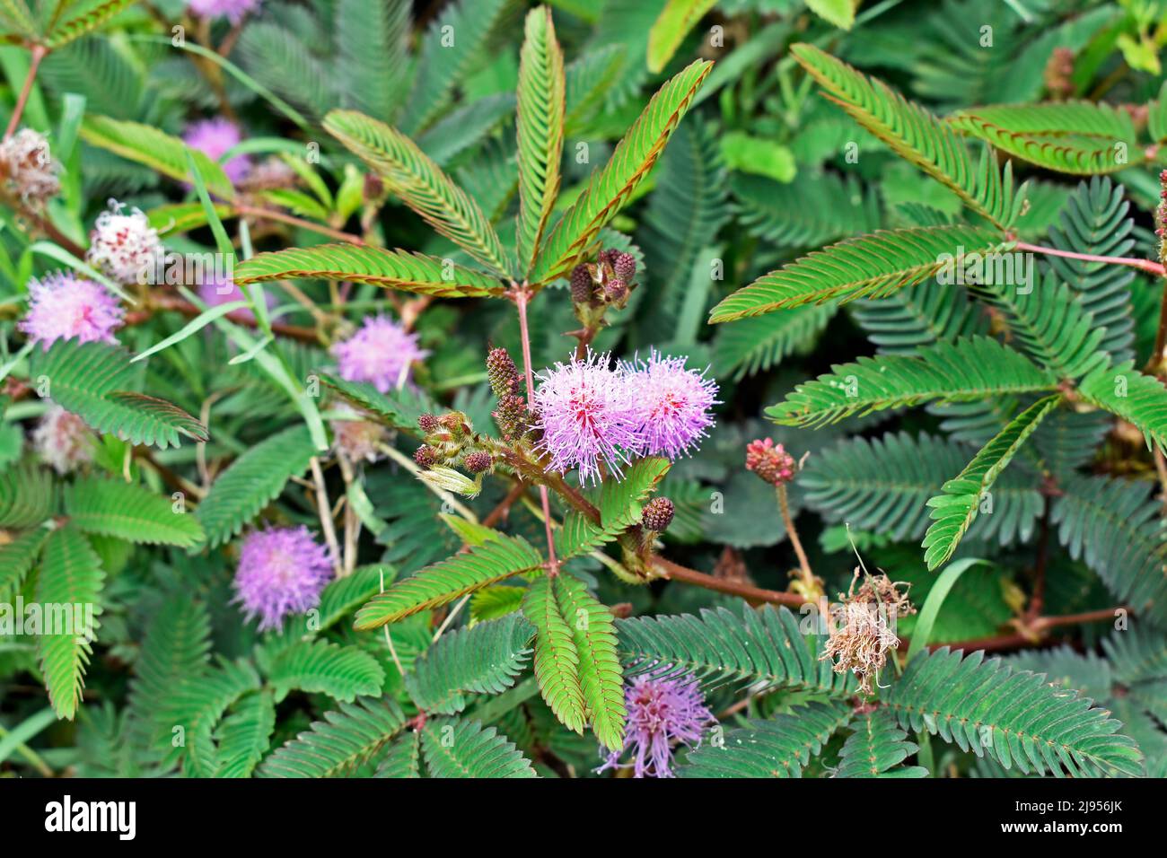 Empfindliche Pflanzen- oder verschlappte Pflanzenblüten (Mimosa pudica) Stockfoto