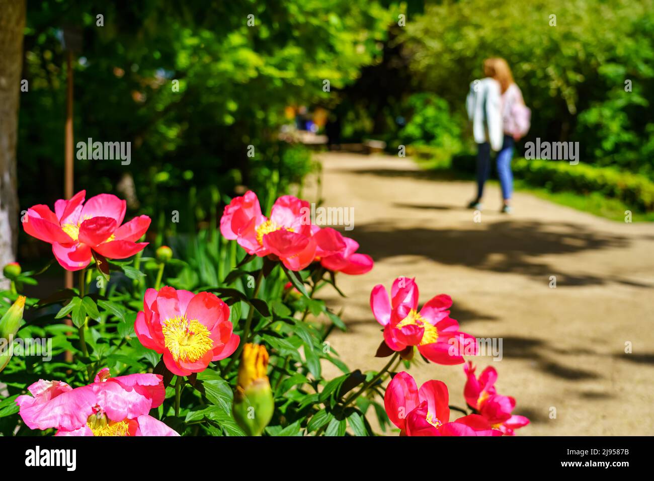 Frau, die mit schönen bunten Blumen den Gartenweg entlang schlendert. Stockfoto