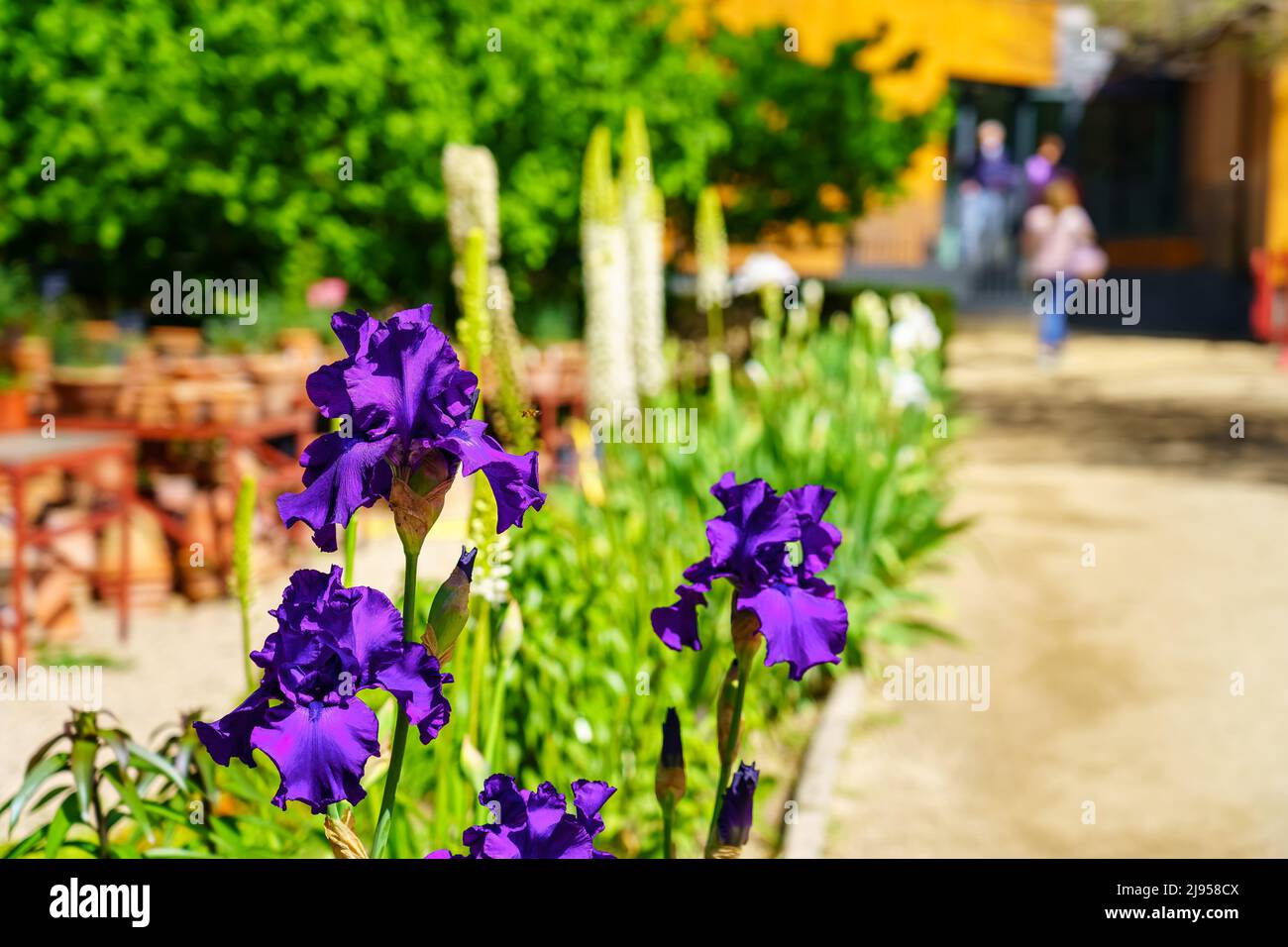 Frau, die mit schönen bunten Blumen den Gartenweg entlang schlendert. Stockfoto