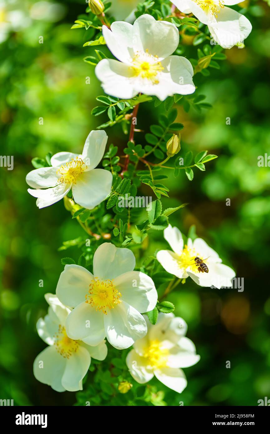 Biene, die zwischen weißen und gelben Blüten auf einem grünen Hintergrund fliegt, ist nicht fokussiert. Stockfoto
