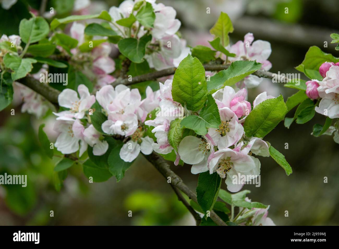 Blüte des Krabbenapfels ein Symbol der Fruchtbarkeit und der Freude des Streifenden, verbunden mit Liebe und Ehe Stockfoto