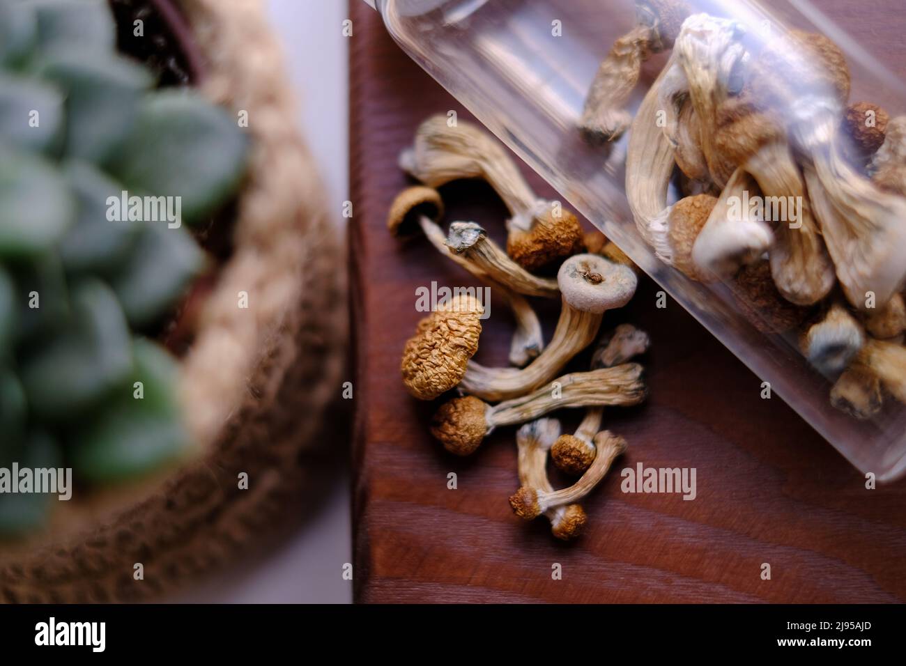 Trocknen Sie Psilocybe Cubensis Pilze auf einem Holzbrett, umgeben von  Zimmerpflanzen. Life Style Mikrodosierkonzept Stockfotografie - Alamy