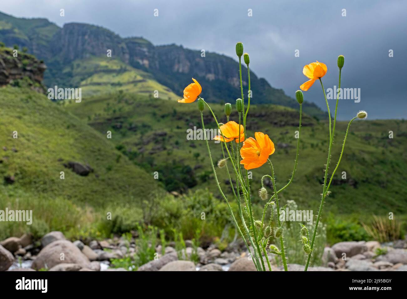 Oranger südafrikanischer Mohnblumen / Doringpapawer / Borstenmohn (Papaver aculeatum) in Blüte in der Injisuthi-Region in KwaZulu-Natal, Südafrika Stockfoto