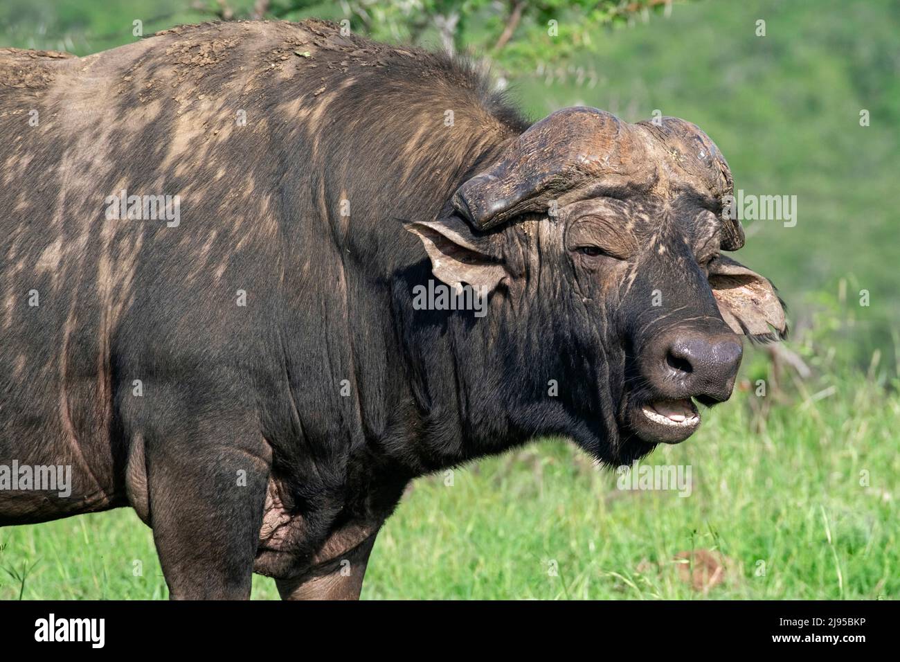 Afrikanischer Kapbüffel (Syncerus Caffer Caffer) im Hluhluwe–Imfolozi Park / Game Reserve, KwaZulu-Natal, Südafrika Stockfoto