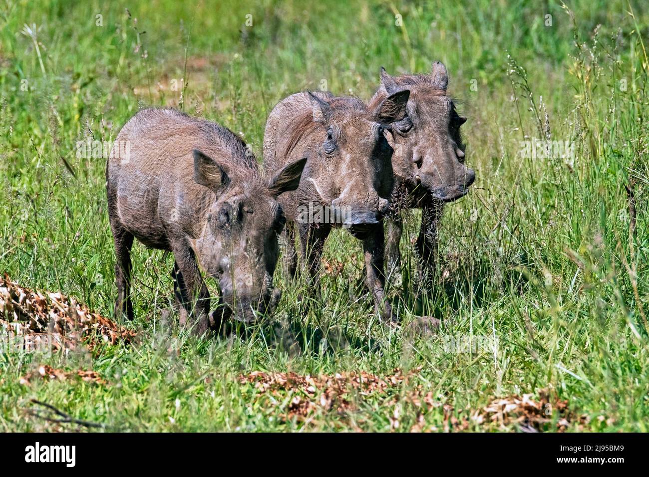 Drei gewöhnliche Warzenschweine (Phacochoerus africanus) auf der Savanne, Hluhluwe–Imfolozi Park / Game Reserve, KwaZulu-Natal, Südafrika Stockfoto