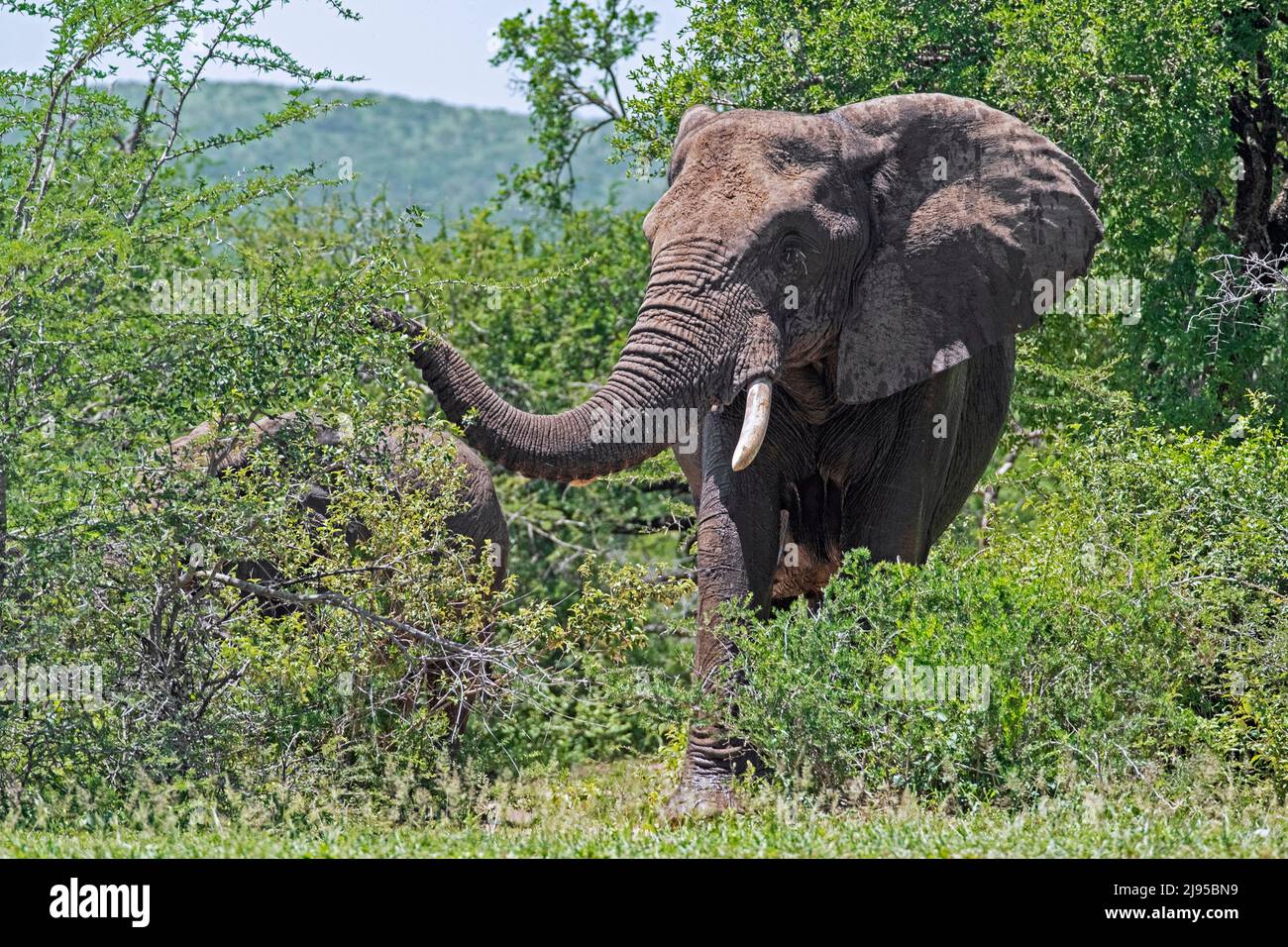 Afrikanischer Buschelefant (Loxodonta africana) auf der Savanne, Hluhluwe–Imfolozi Park / Game Reserve, KwaZulu-Natal, Südafrika Stockfoto