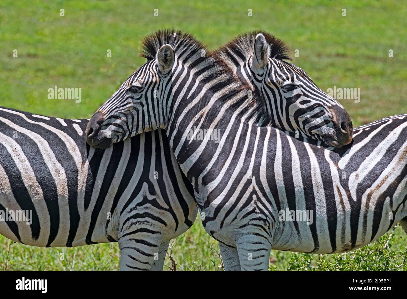 Zwei Burchell-Zebras (Equus quagga burchellii), die gegenseitiges Kopfruhenverhalten zeigen, Hluhluwe-Imfolozi Park, KwaZulu-Natal, Südafrika Stockfoto