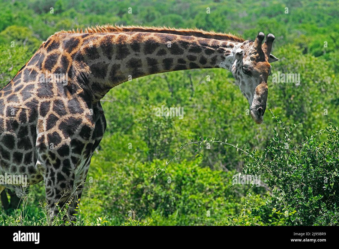 Südafrikanische Giraffe / Kapgiraffe (Giraffa camelopardalis giraffa) im Hluhluwe-Imfolozi Park / Game Reserve, KwaZulu-Natal, Südafrika Stockfoto