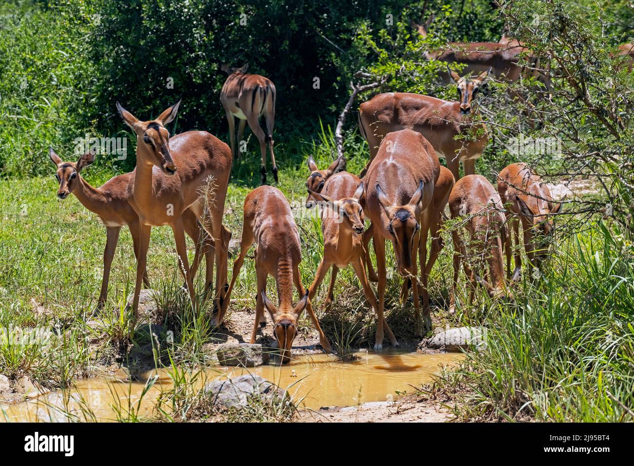 Impala Weibchen / Mutterschafe mit Kälbern (Aepyceros melampus) Trinkwasser aus dem Wasserloch, Hluhluwe-Imfolozi Park, KwaZulu-Natal, Südafrika Stockfoto