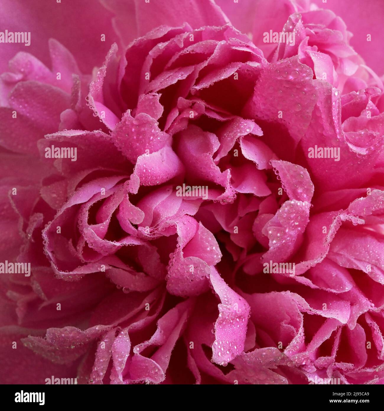 Nahaufnahme Rosenblüten Blumenstrauß In Vase Stockfoto