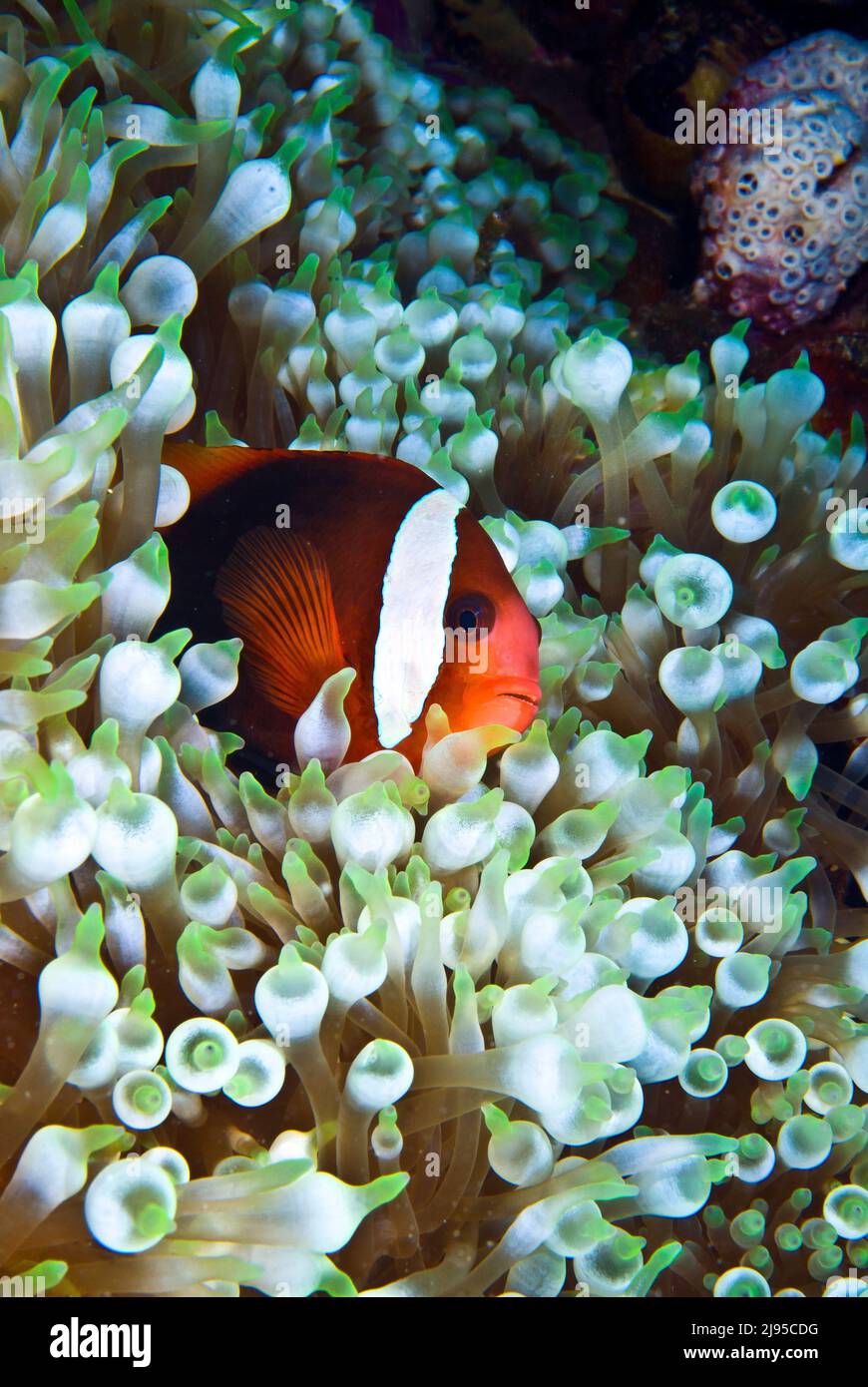 Tomatenanemonefisch, Schiffswrack Chuyo Maru, Palau, Mikronesien Stockfoto