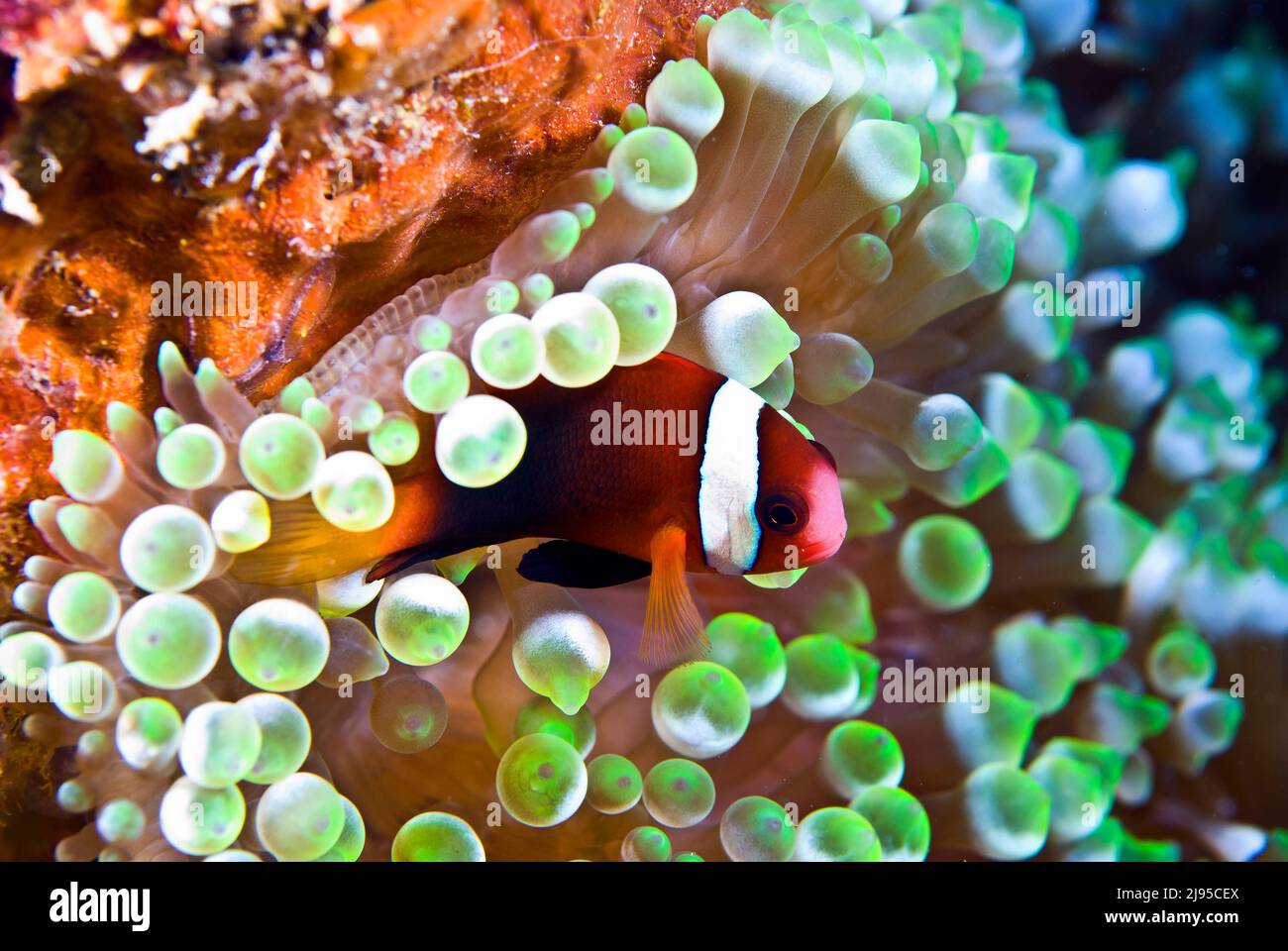 Tomatenanemonefisch, Schiffswrack Chuyo Maru, Palau, Mikronesien Stockfoto