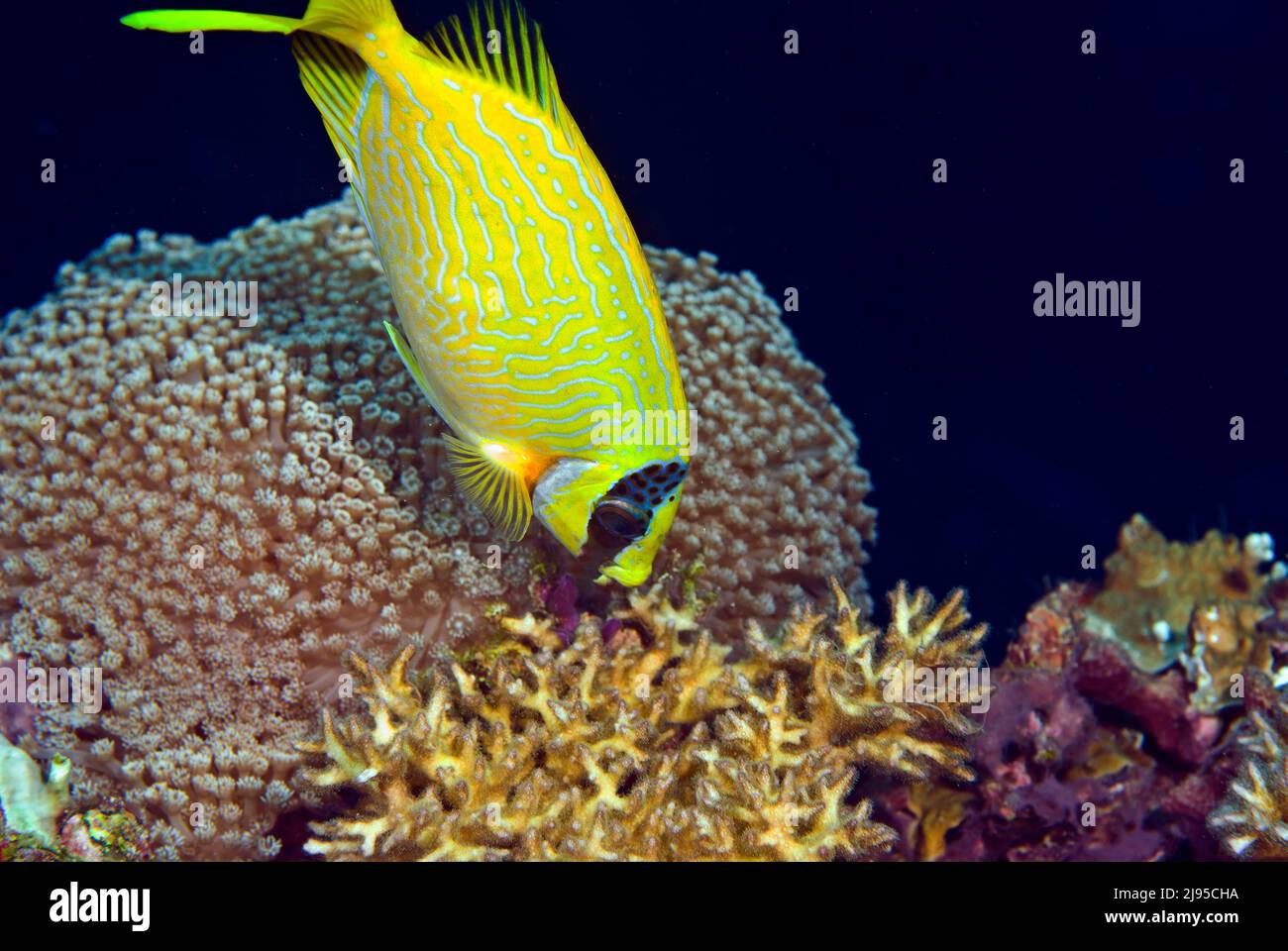 Maskierte Rabbitfische, die sich zwischen Korallen am Schiffswrack Chuyo Maru, Palau, Mikronesien, ernähren Stockfoto