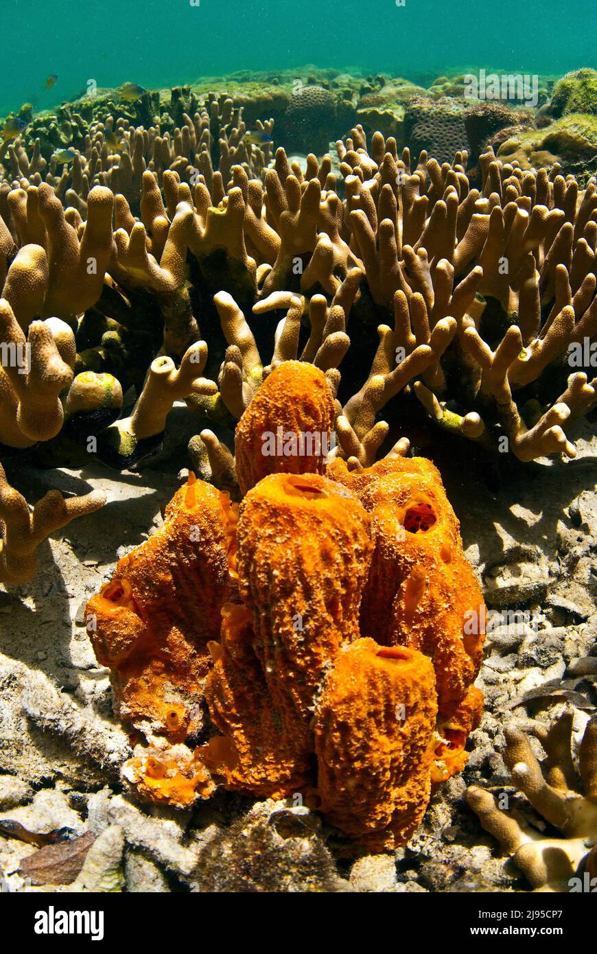 Flache Korallen auf den Felseninseln von Palau, Mikronesien Stockfoto