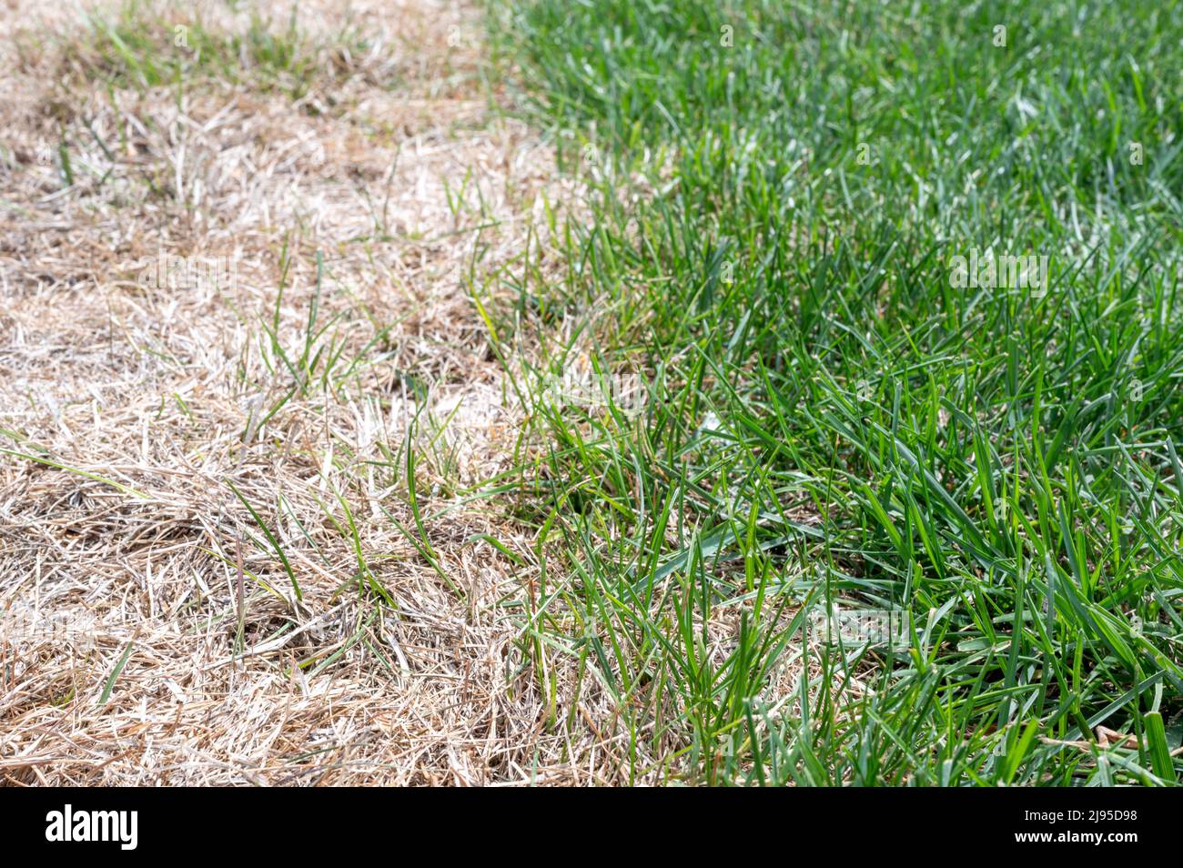 Sichtbare Unterscheidung zwischen gesundem Rasen und chemisch verbranntem Gras. Stockfoto