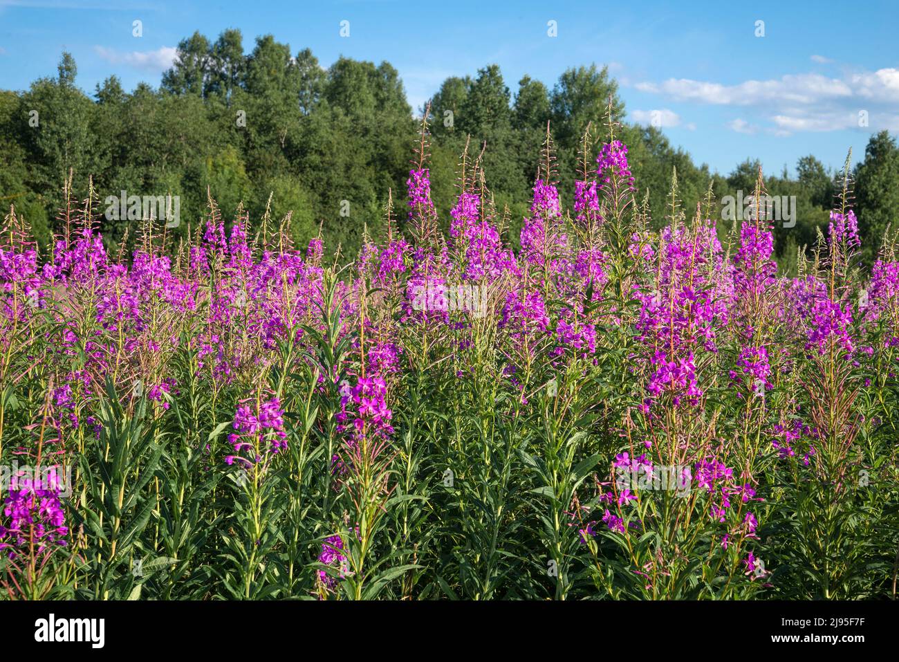 Blühende Weidenkräuter an einem sonnigen Julitag Stockfoto