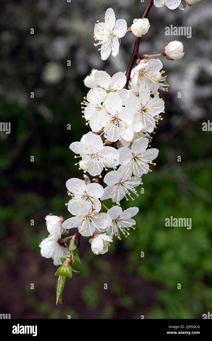 Prunus spinosa, genannt Blackthorn oder Sloe, blüht in voller Blüte Stockfoto