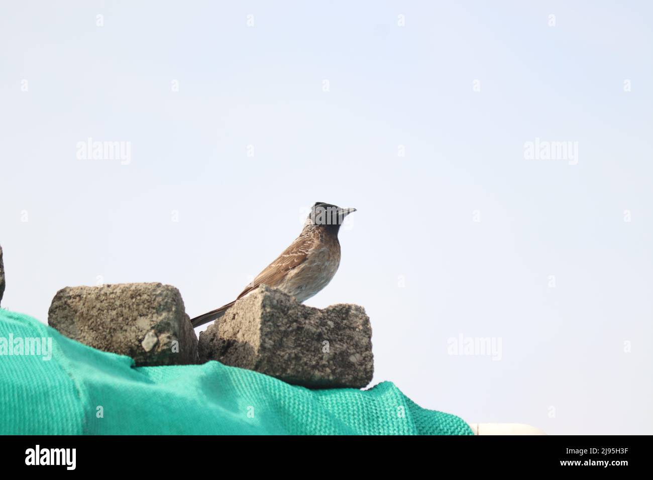 ROT BELÜFTETER BULBUL-VOGEL Stockfoto