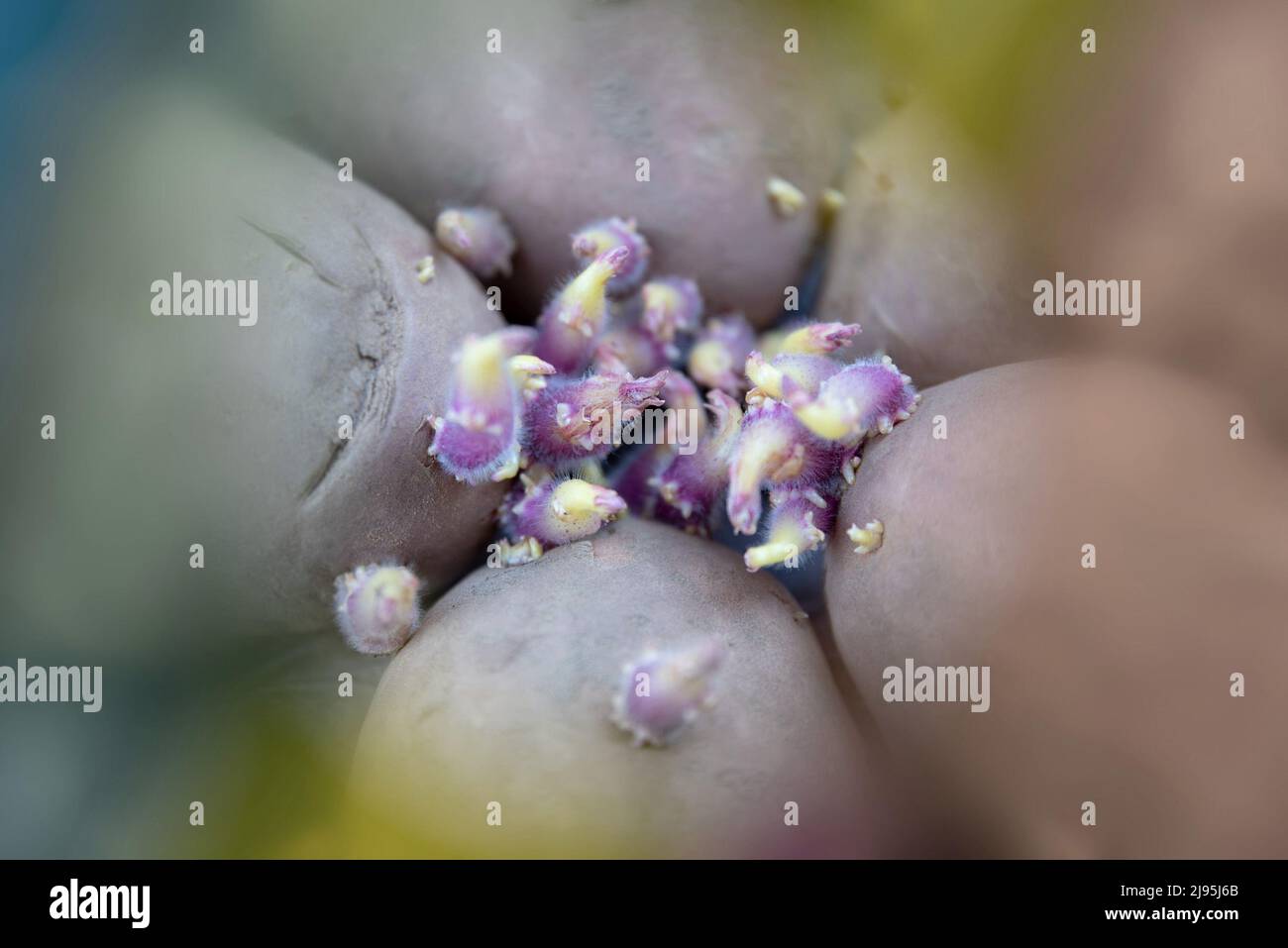 Nahaufnahme von fünf Kartoffeln mit violetten Sprossen. Abstraktes Konzept Stockfoto