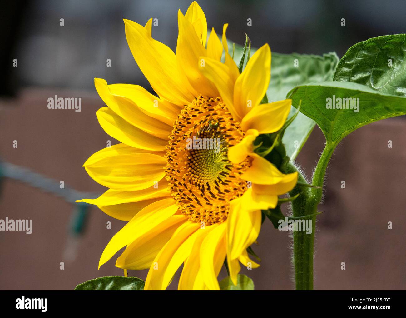 Ein Seitenblick auf eine Sonnenblume auf der Terrasse. Terrassenzaun im Hintergrund verschwommen. Stockfoto