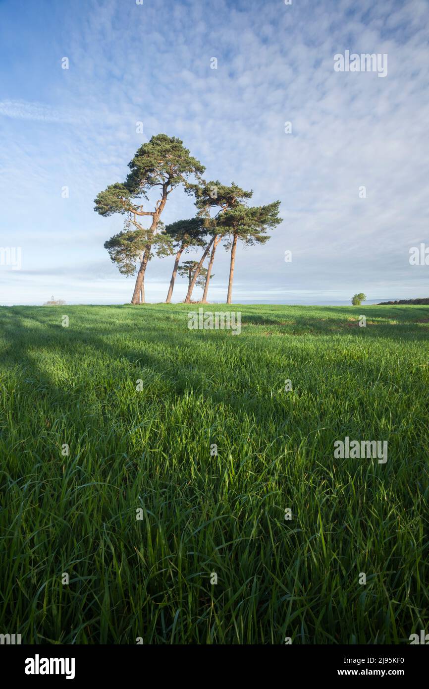 Ein Stand von schottischen Kiefern in einem landwirtschaftlichen Feld von frischem Frühlingswachstum. Somerset, Großbritannien. Stockfoto