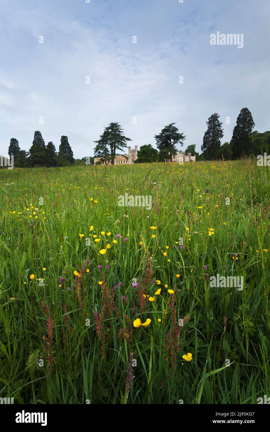 Unmown Feld von Wildblumen auf dem Ashton Court Estate, einschließlich Butterblume und Kleeblatt. Bristol, Großbritannien. Stockfoto