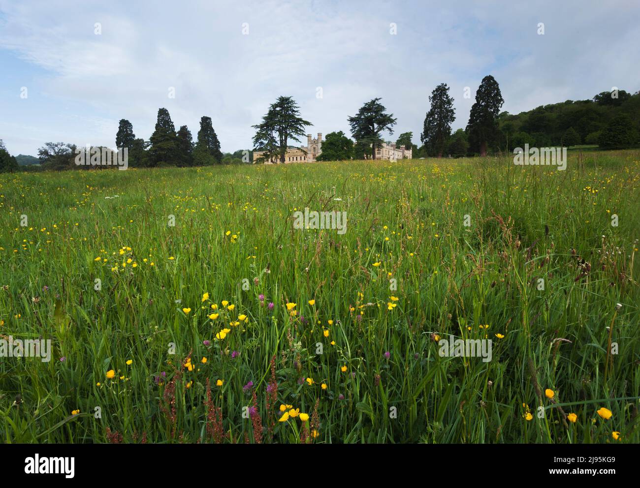 Unmown Feld von Wildblumen auf dem Ashton Court Estate, einschließlich Butterblume und Kleeblatt. Bristol, Großbritannien. Stockfoto