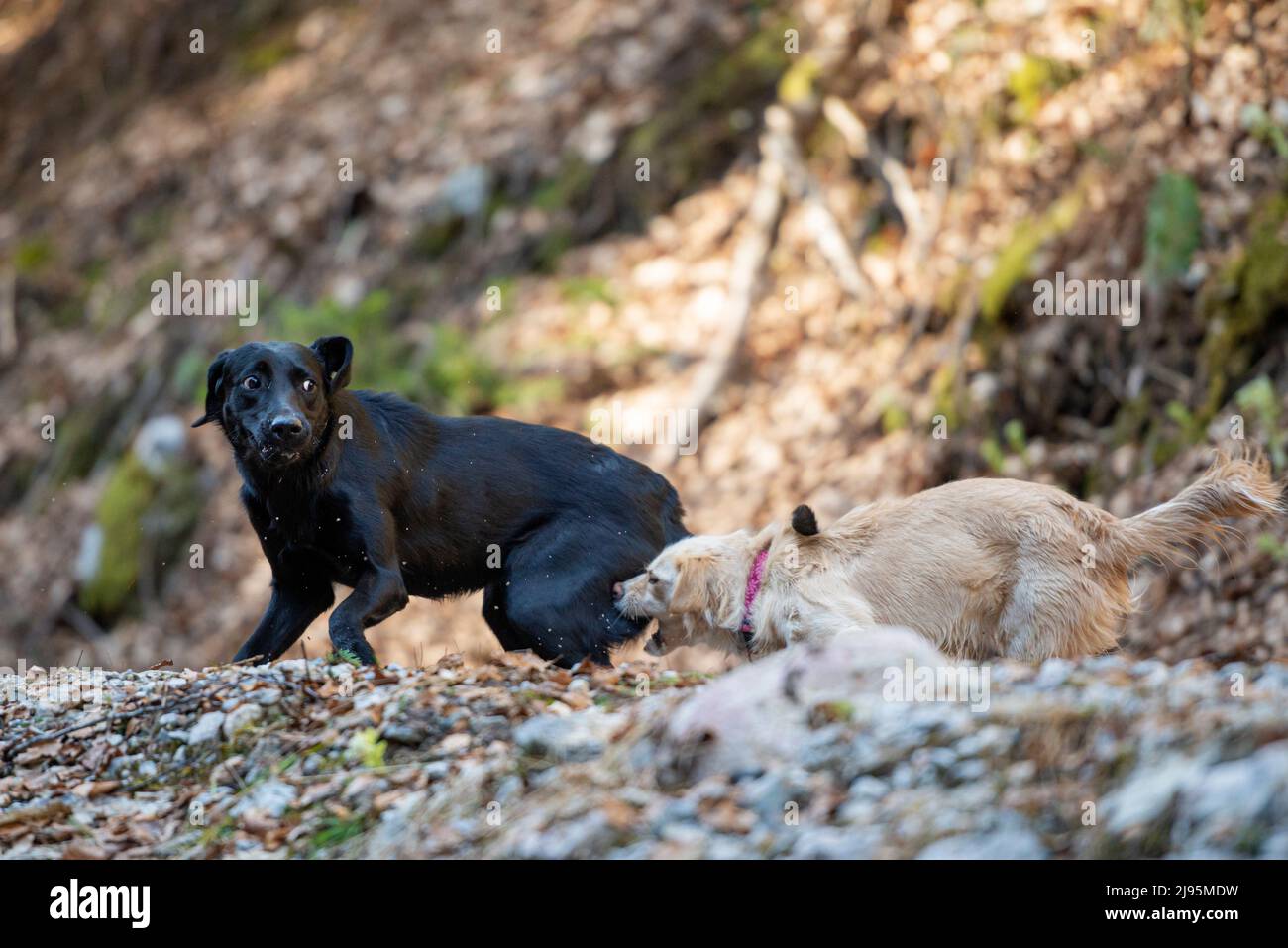 Zwei Hunde spielen und jagen sich an einem sonnigen Tag draußen. Stockfoto