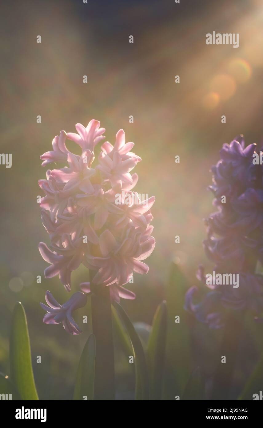 Wunderschöne Hyazinthen mit sanften rosa Blüten, die im Garten wachsen und mit abendlichen Sonnenstrahlen bedeckt sind Stockfoto